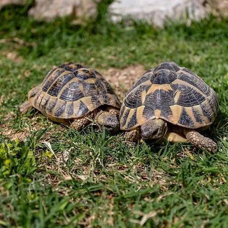 Ferienhaus Old Stone House With Private Swimming Pool *